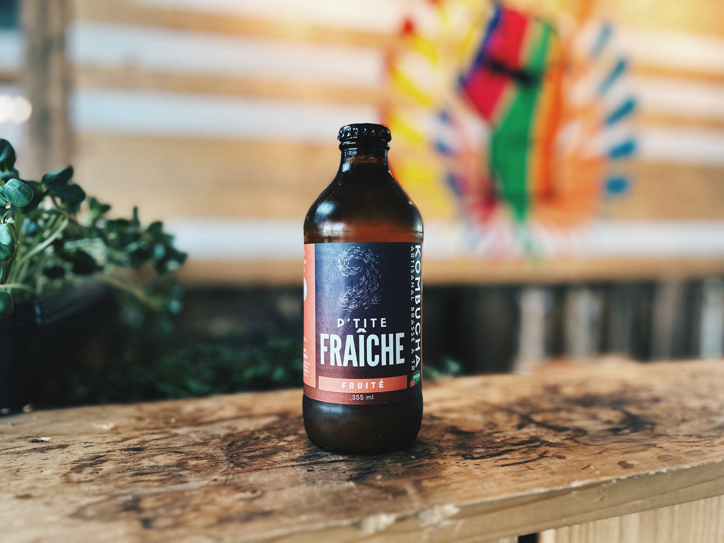 Kombucha Culture Orenda