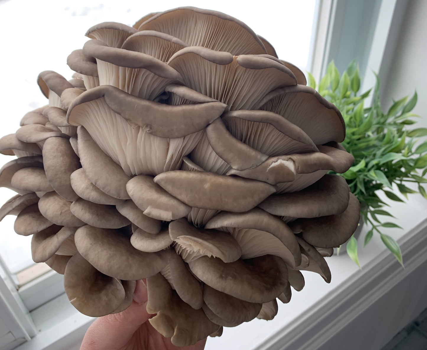 Champignon Pleurote
