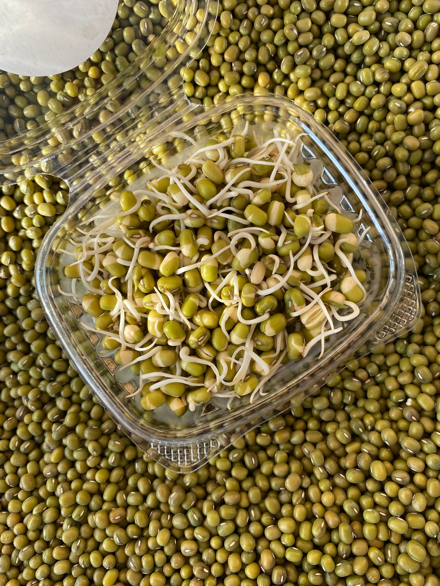 Semences micropousses & germinations