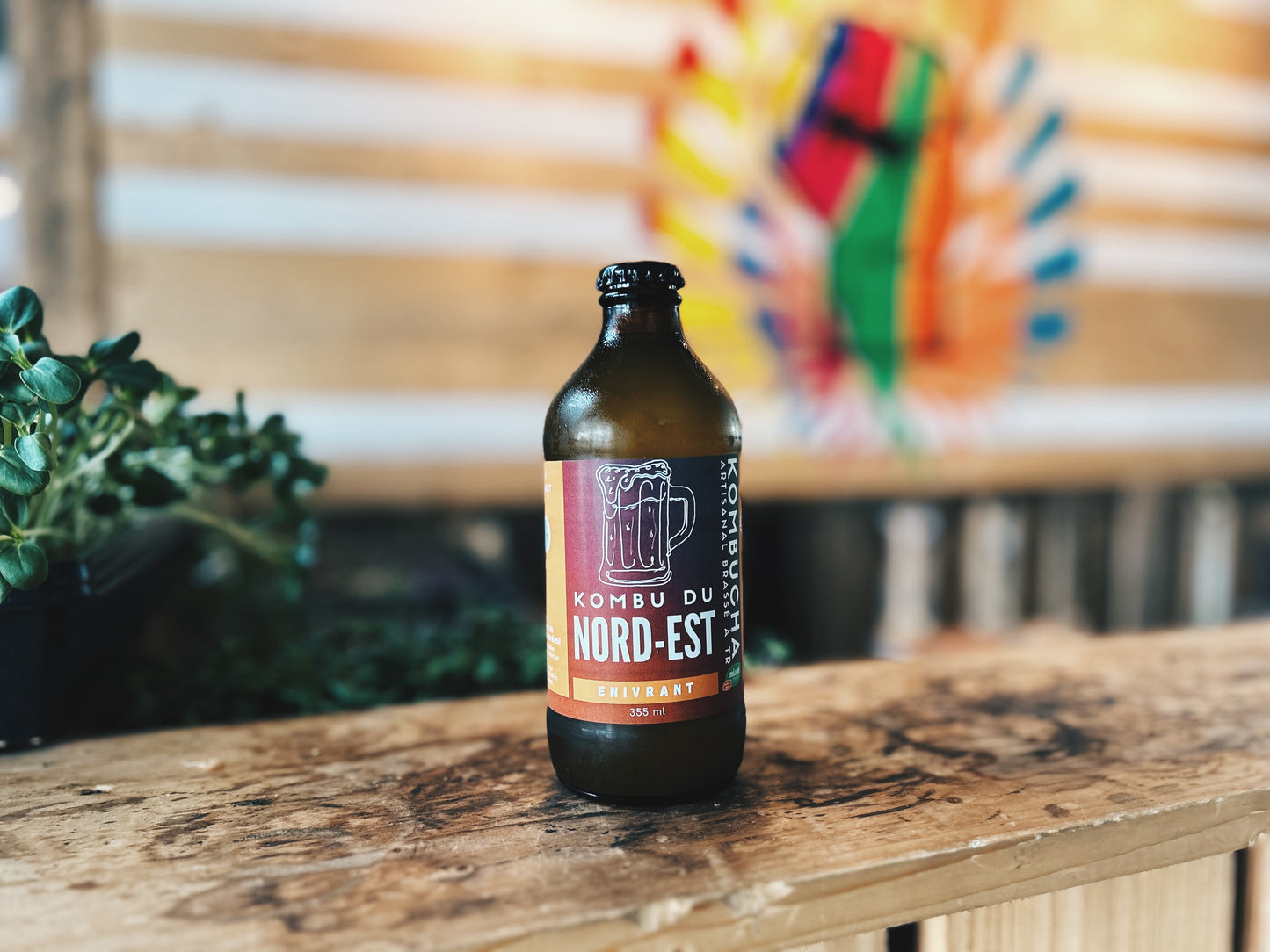 Kombucha Culture Orenda