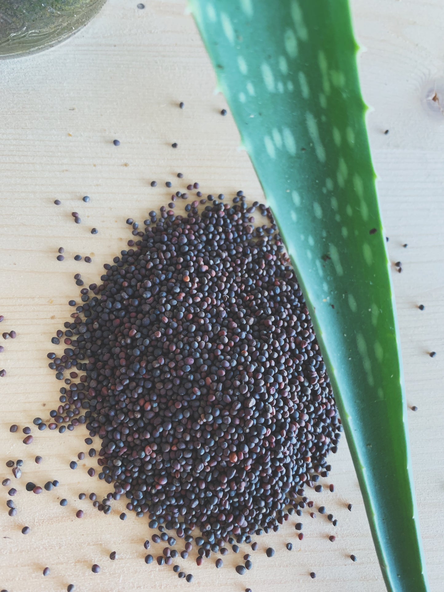 Semences micropousses & germinations