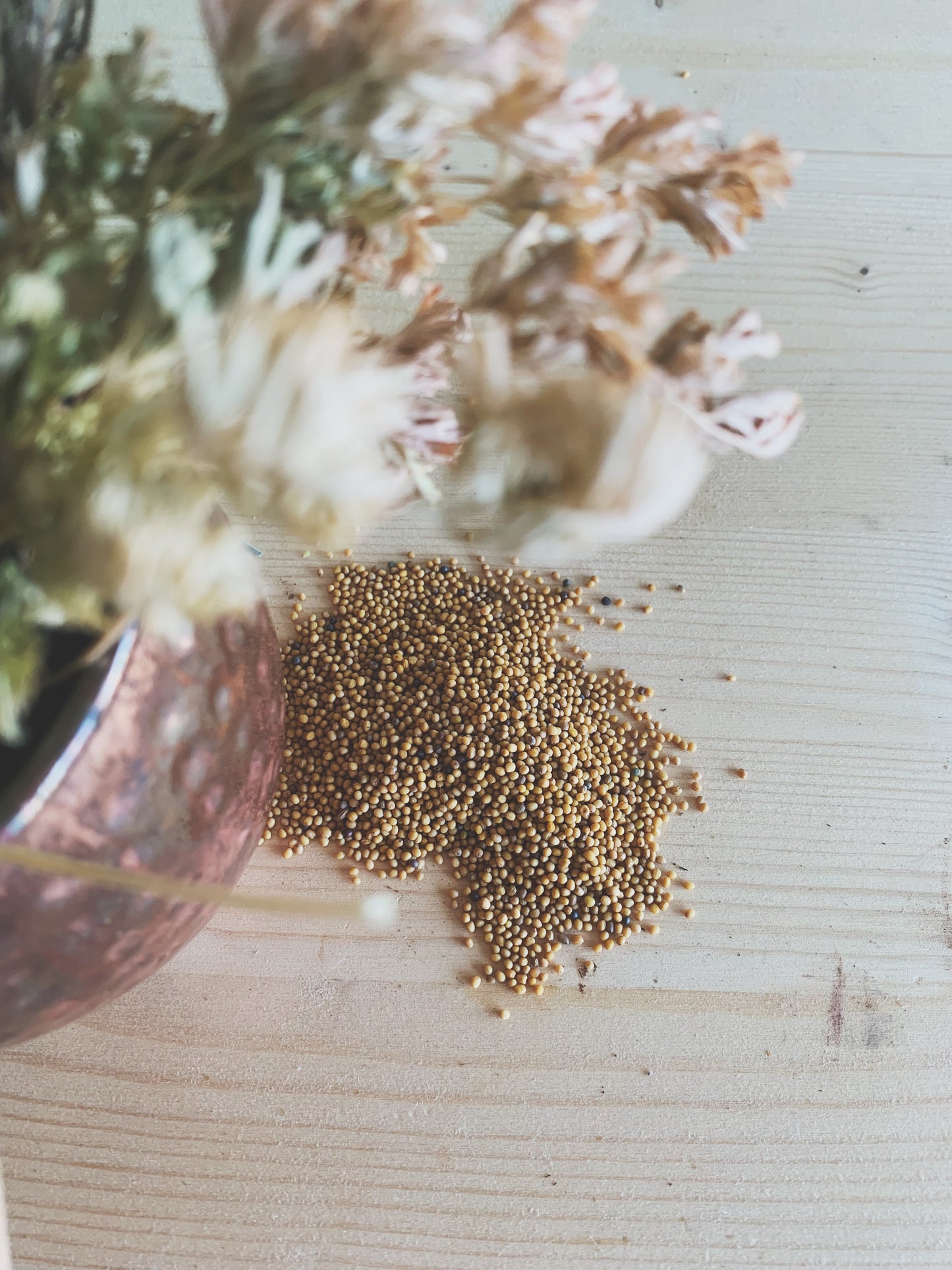 Semences micropousses & germinations