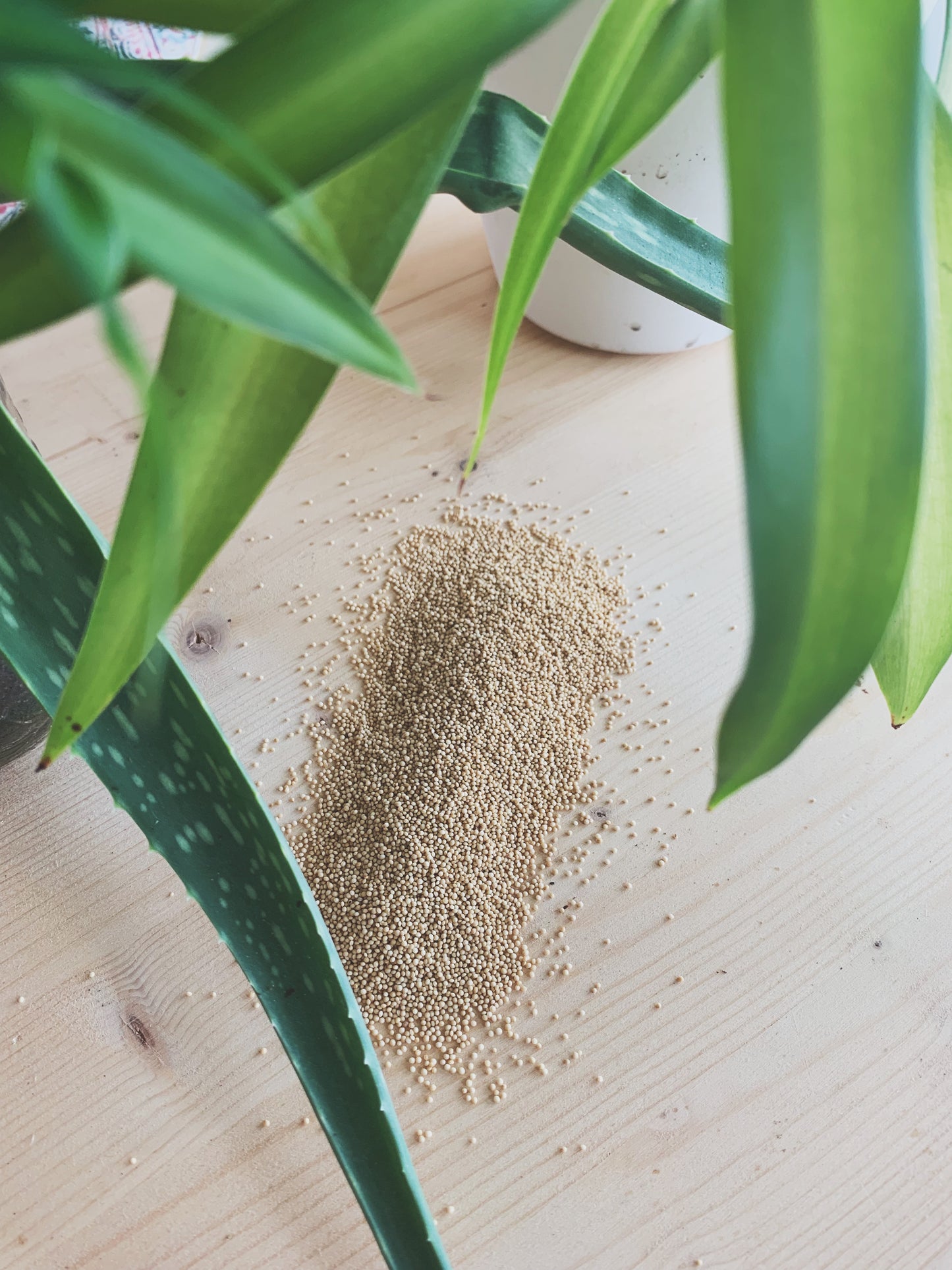 Semences micropousses & germinations