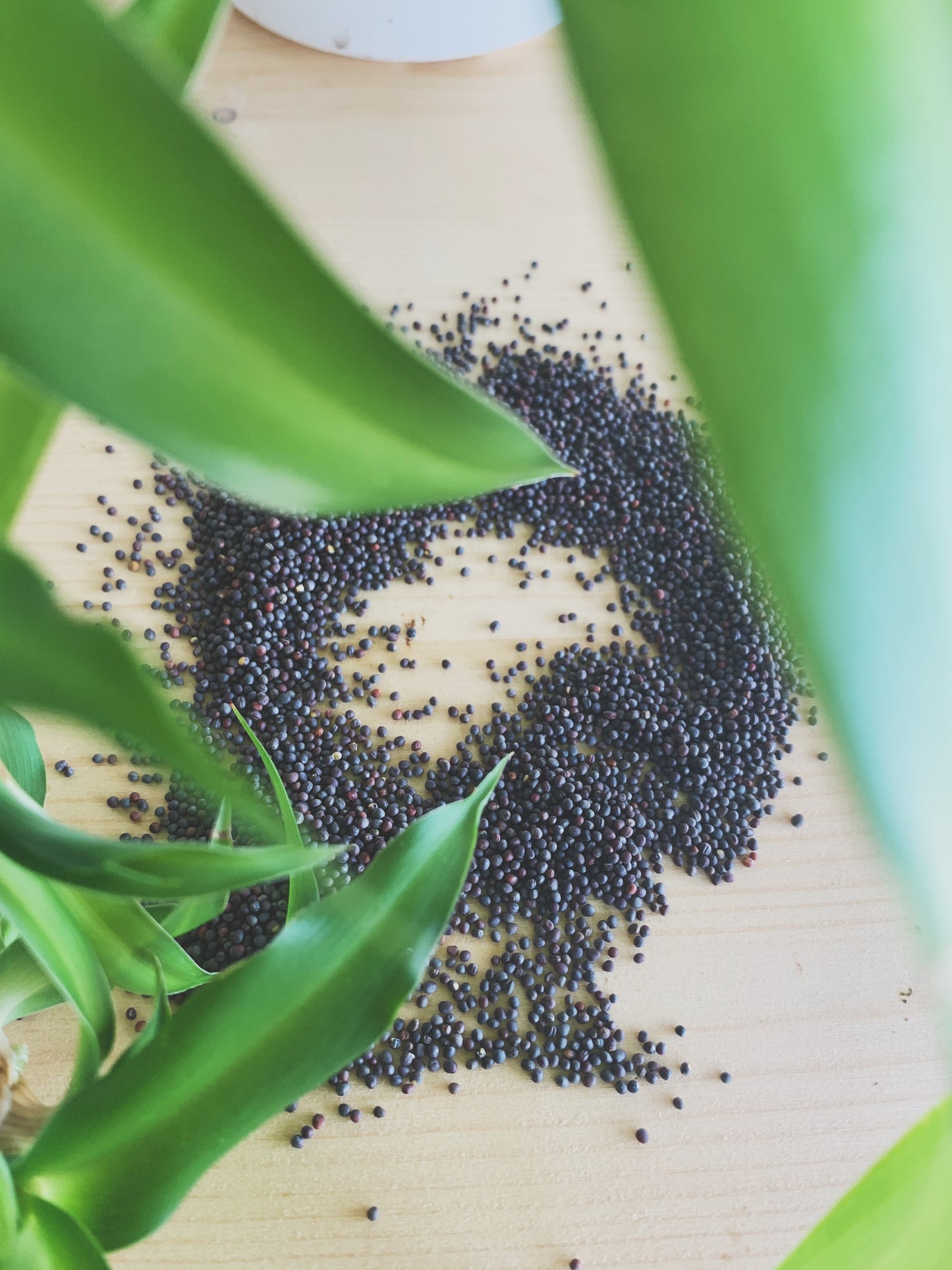 Semences micropousses & germinations