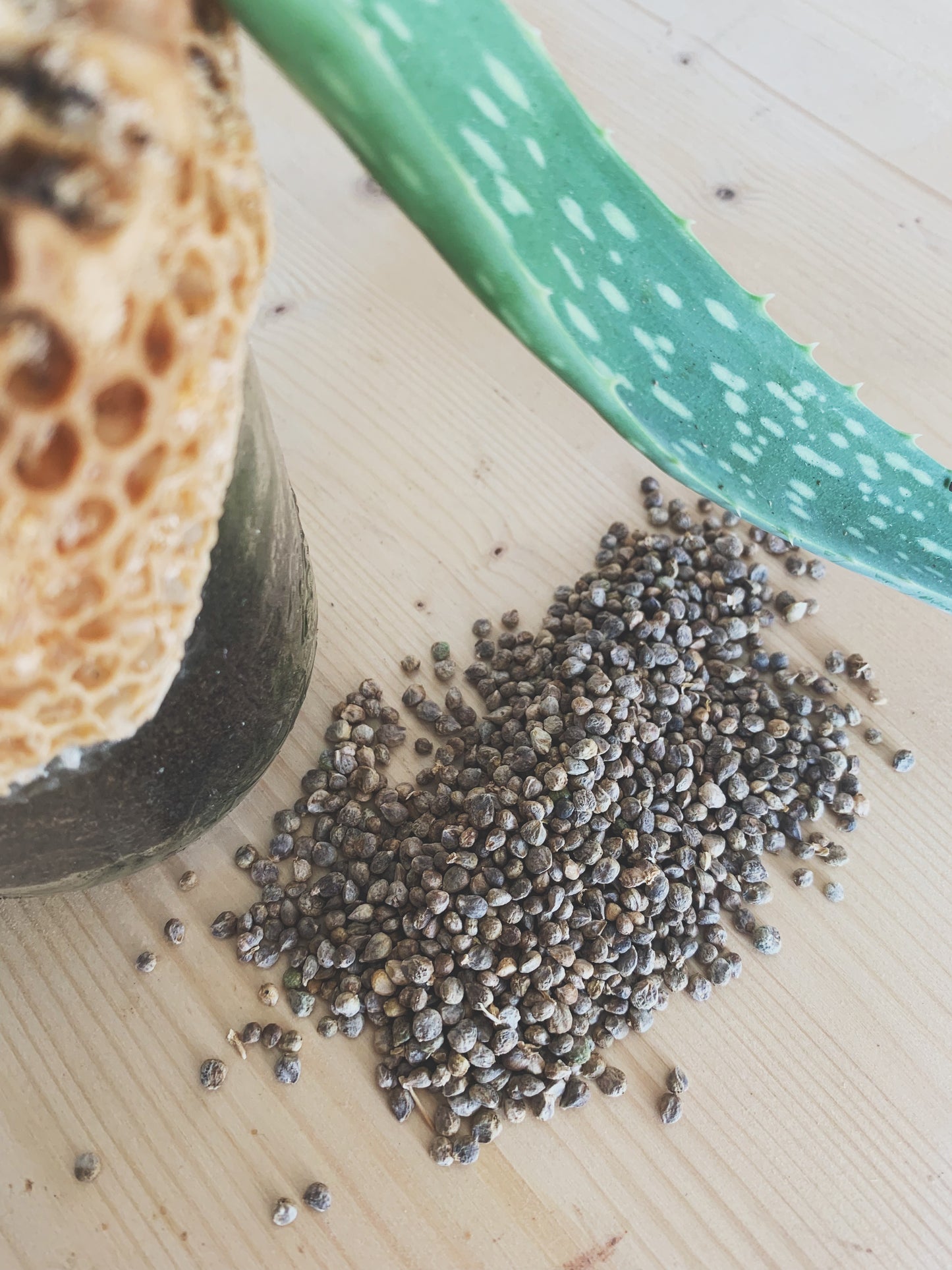 Semences micropousses & germinations