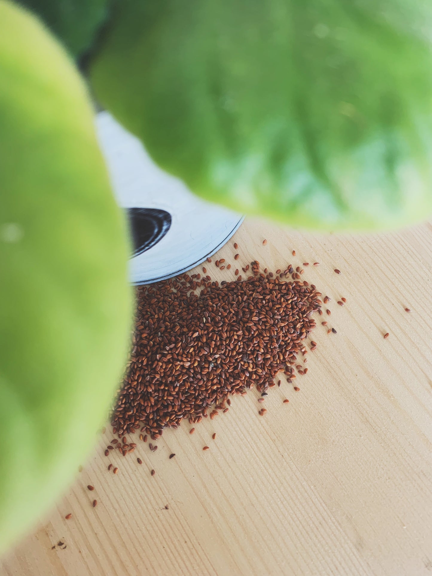 Semences micropousses & germinations