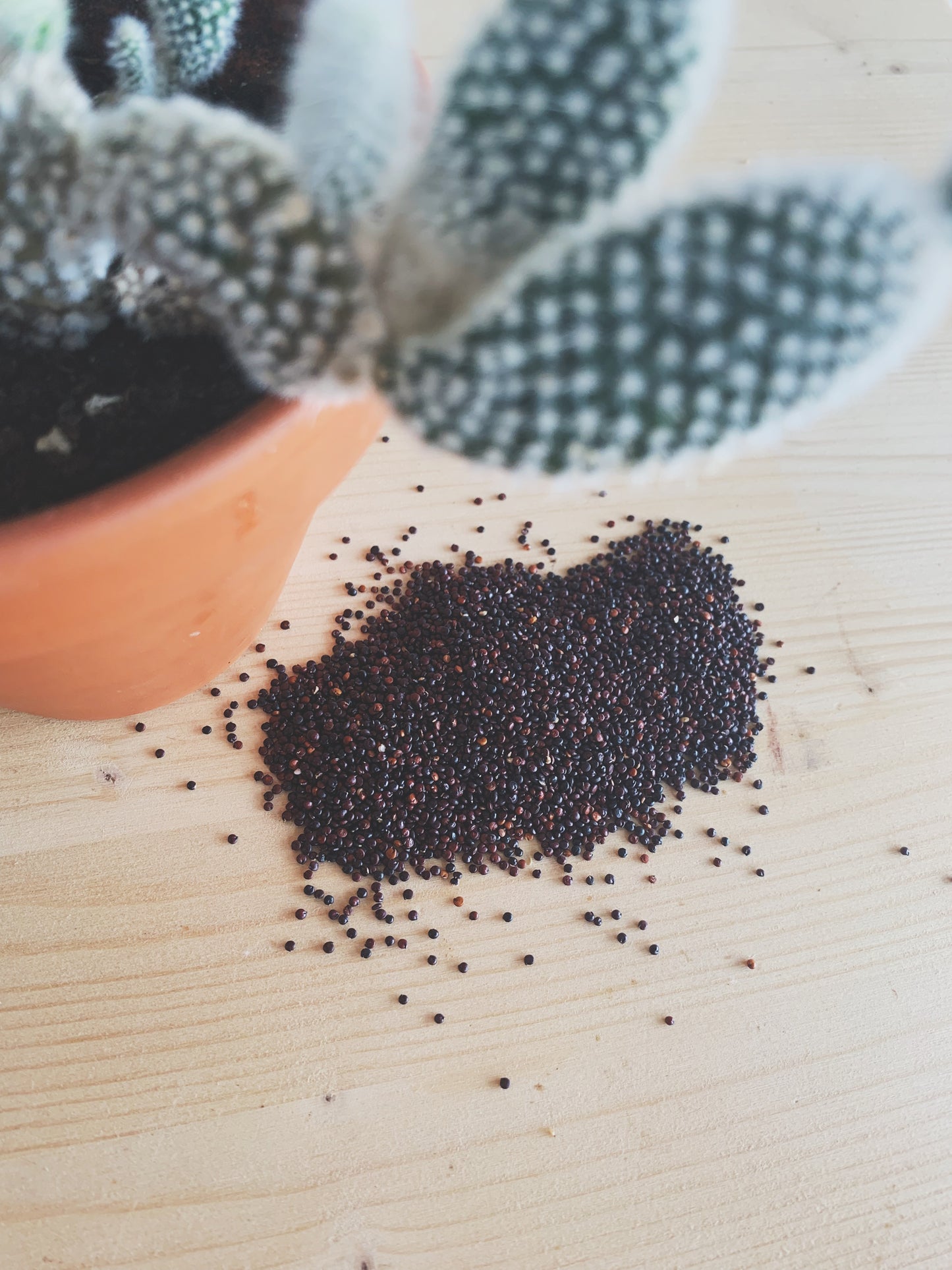 Semences micropousses & germinations