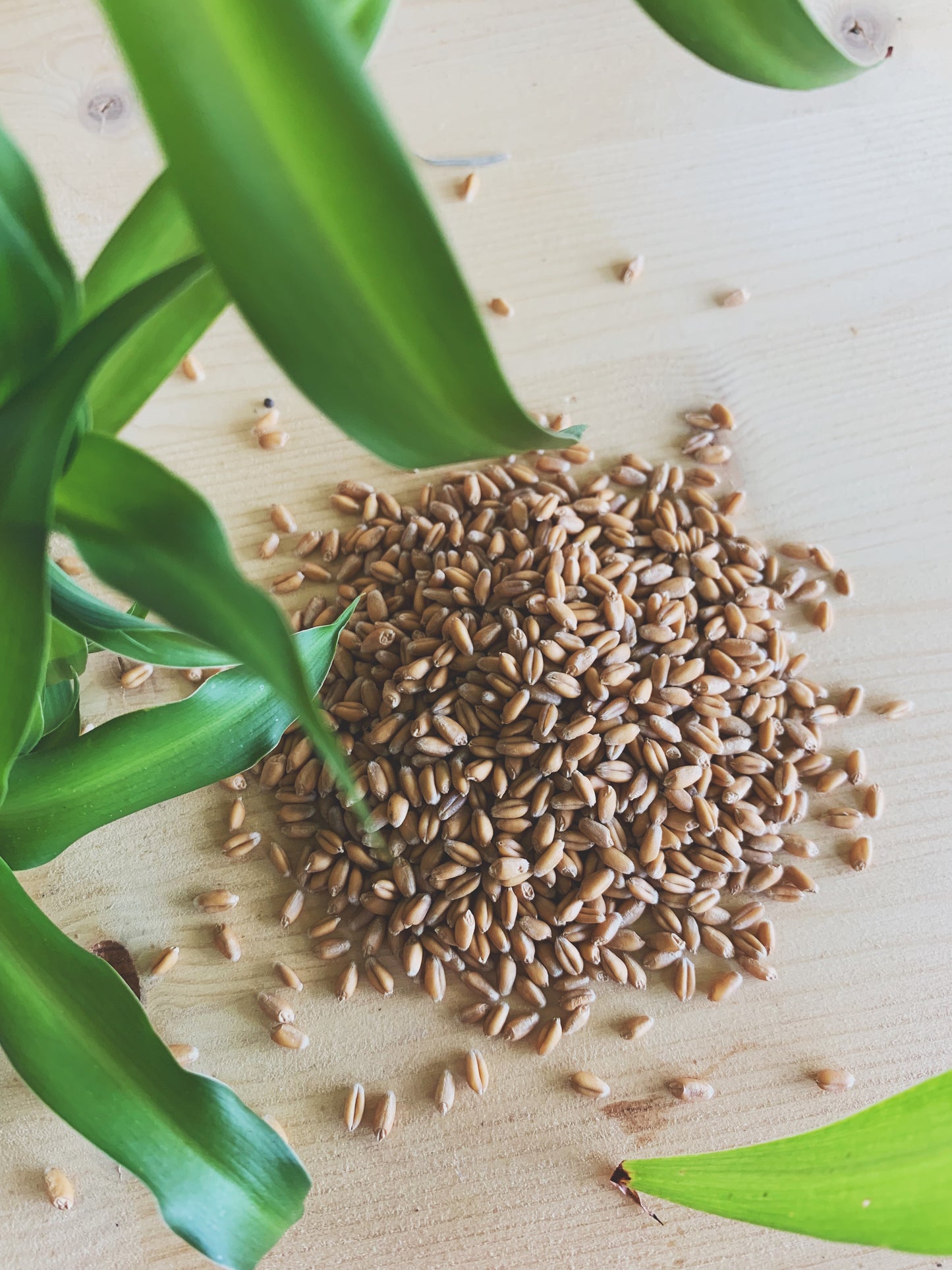 Semences micropousses & germinations