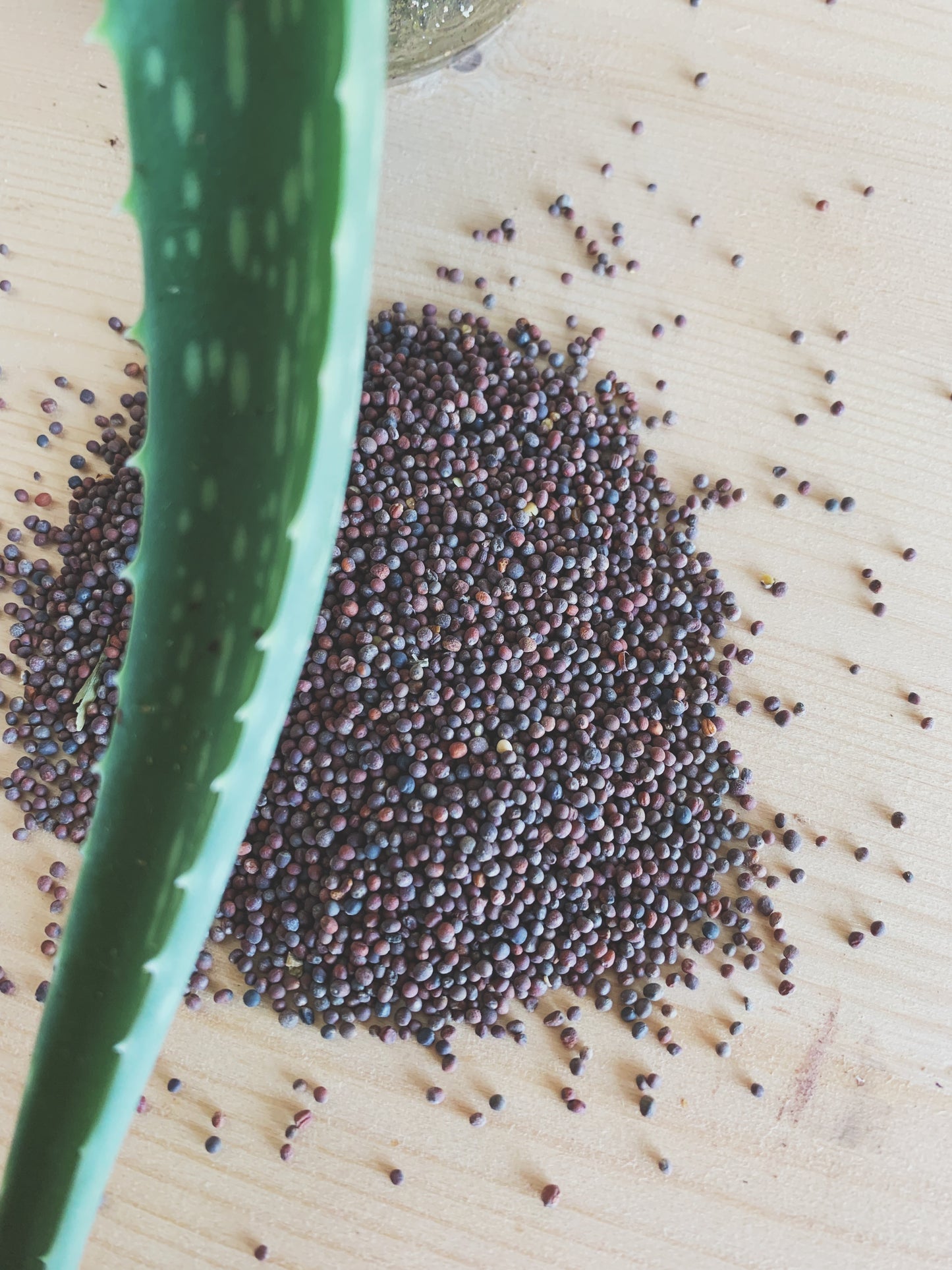 Semences micropousses & germinations