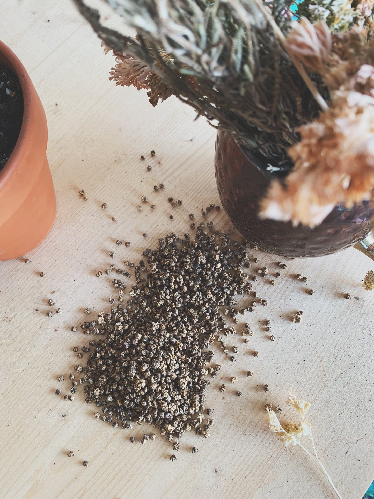 Semences micropousses & germinations