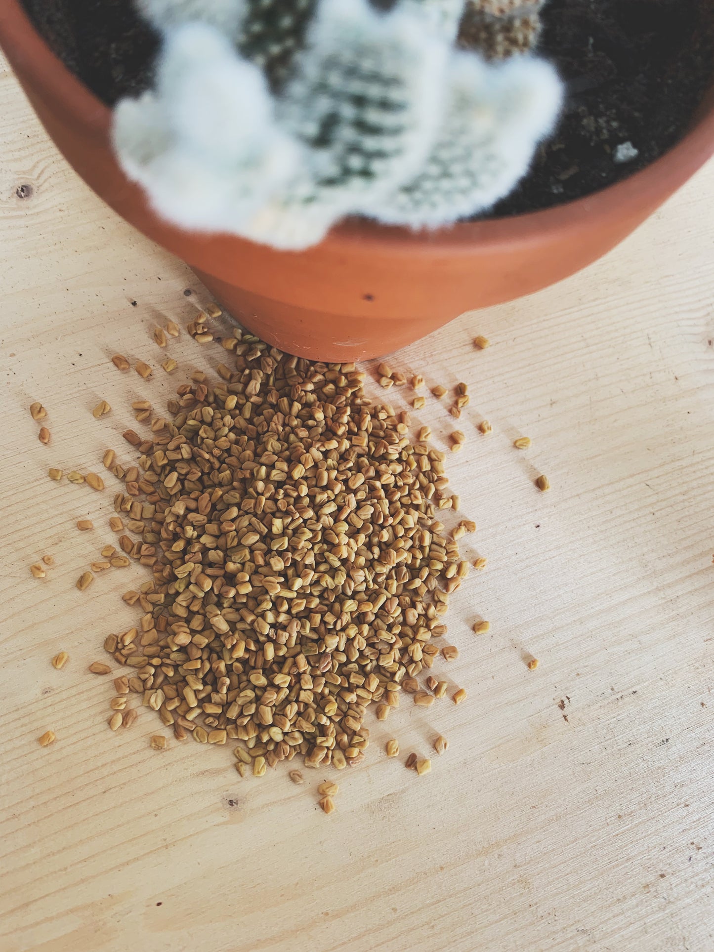 Semences micropousses & germinations