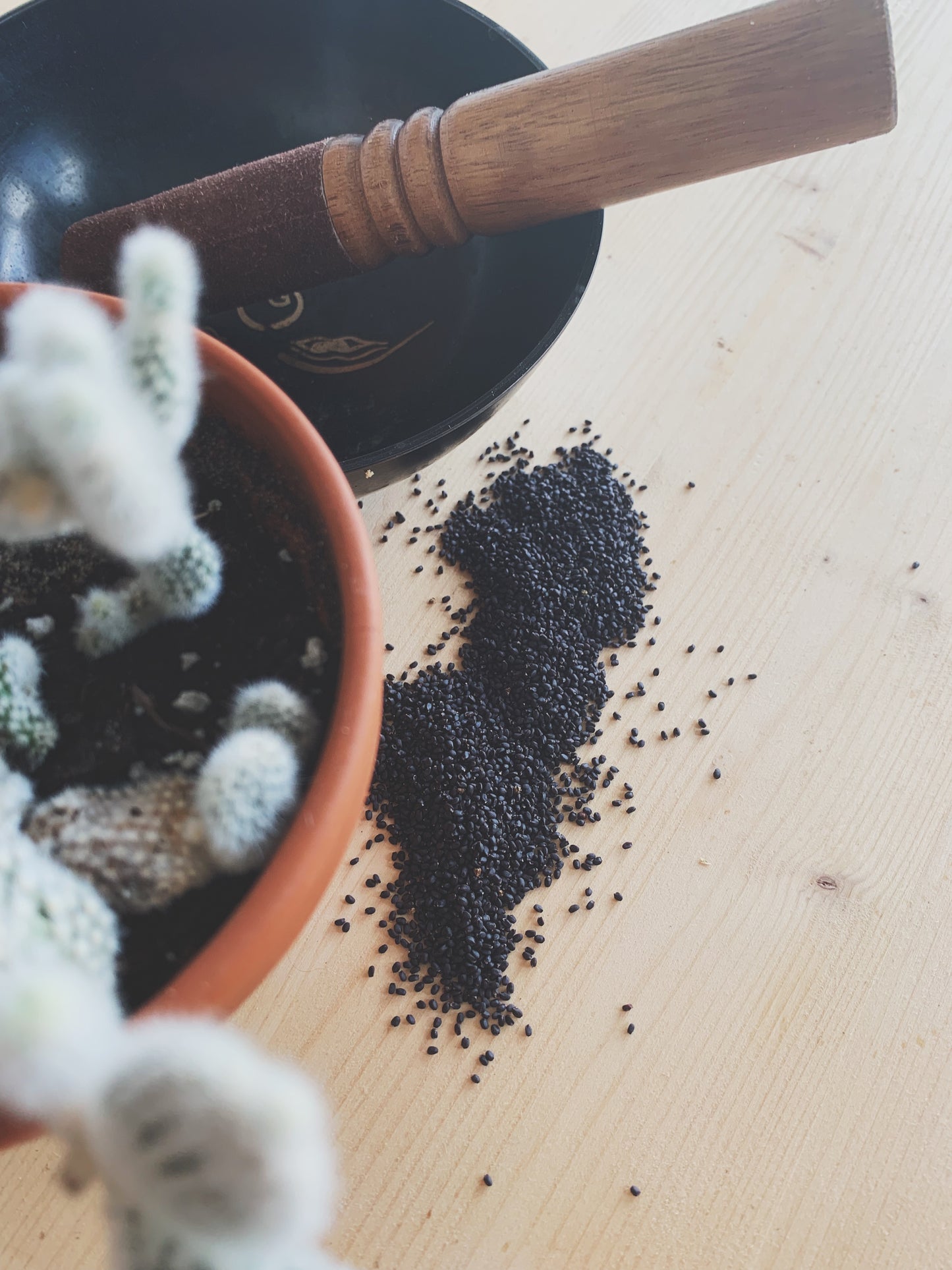 Semences micropousses & germinations