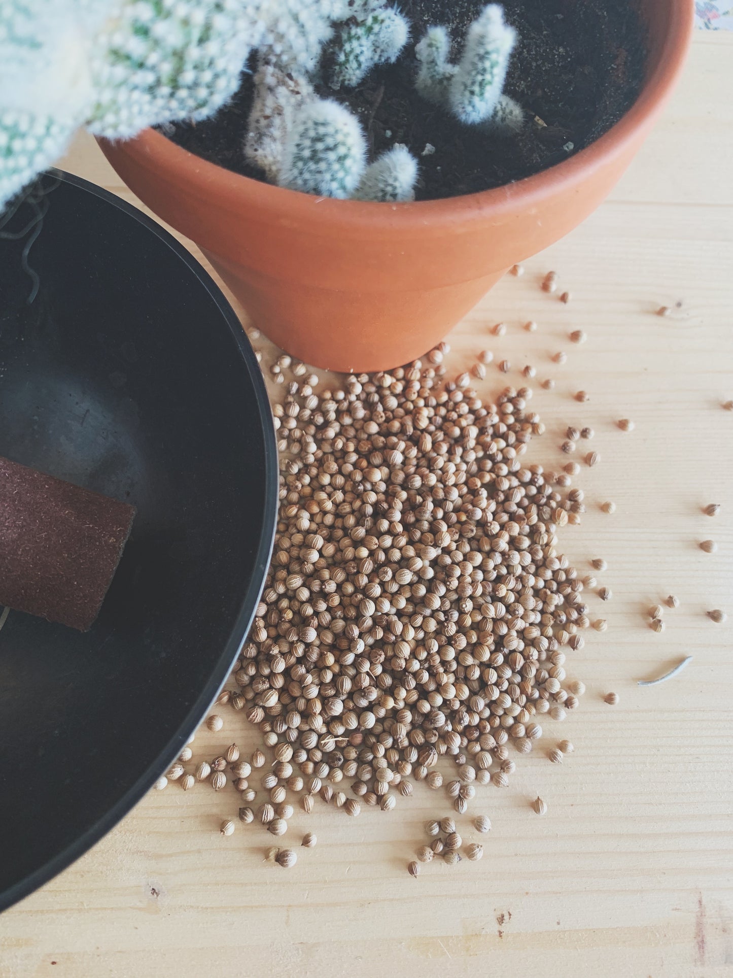 Semences micropousses & germinations