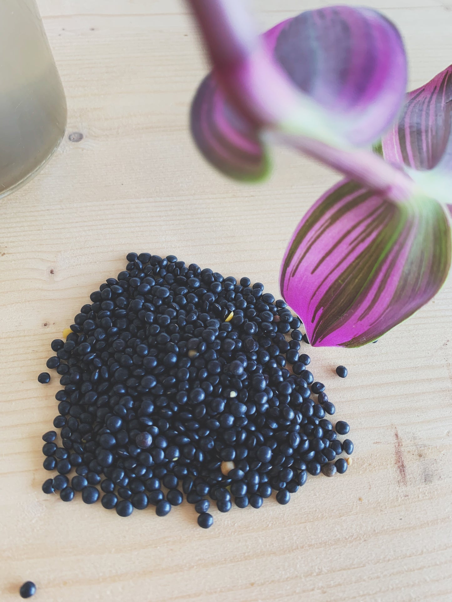 Semences micropousses & germinations