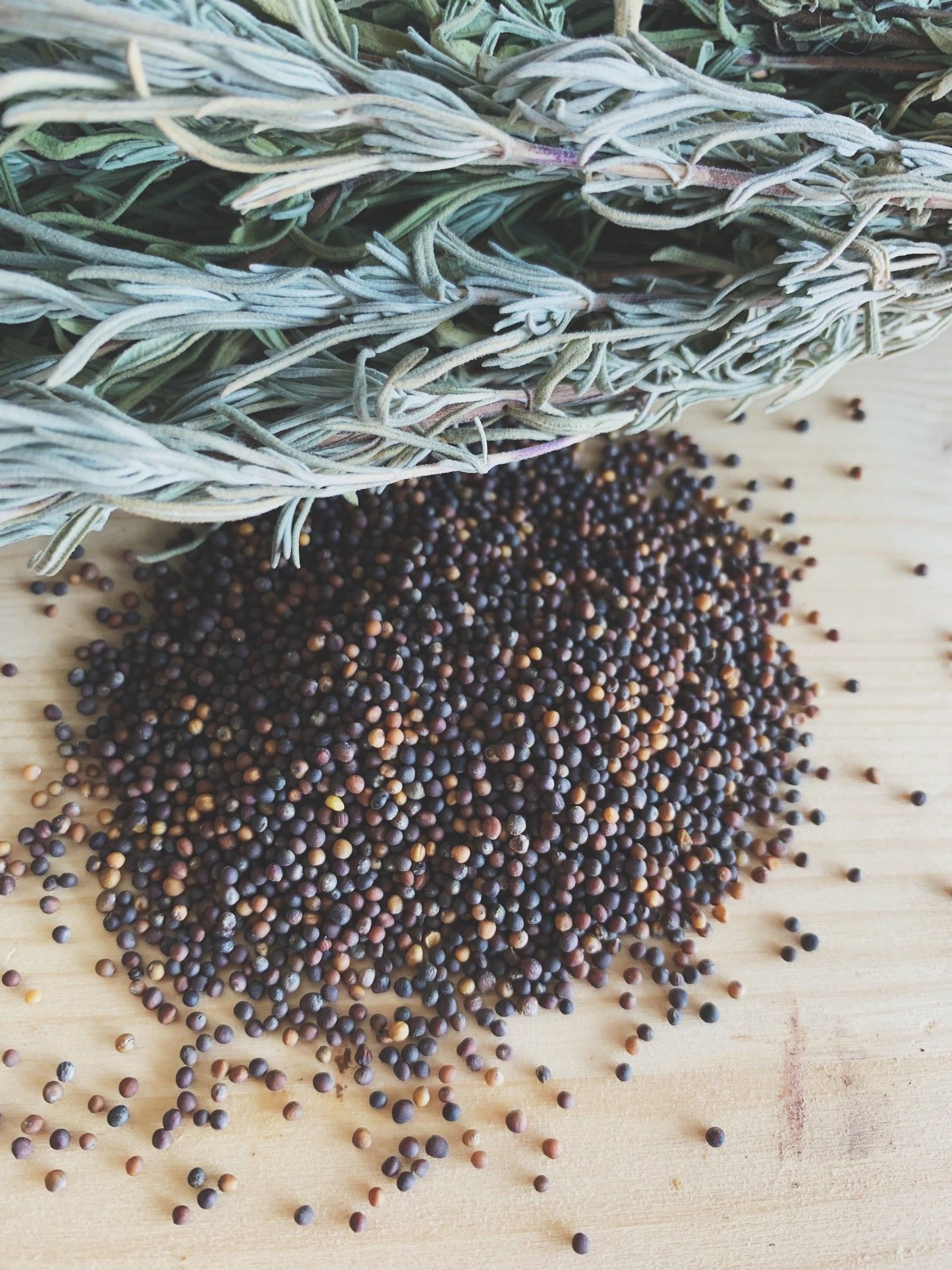 Semences micropousses & germinations