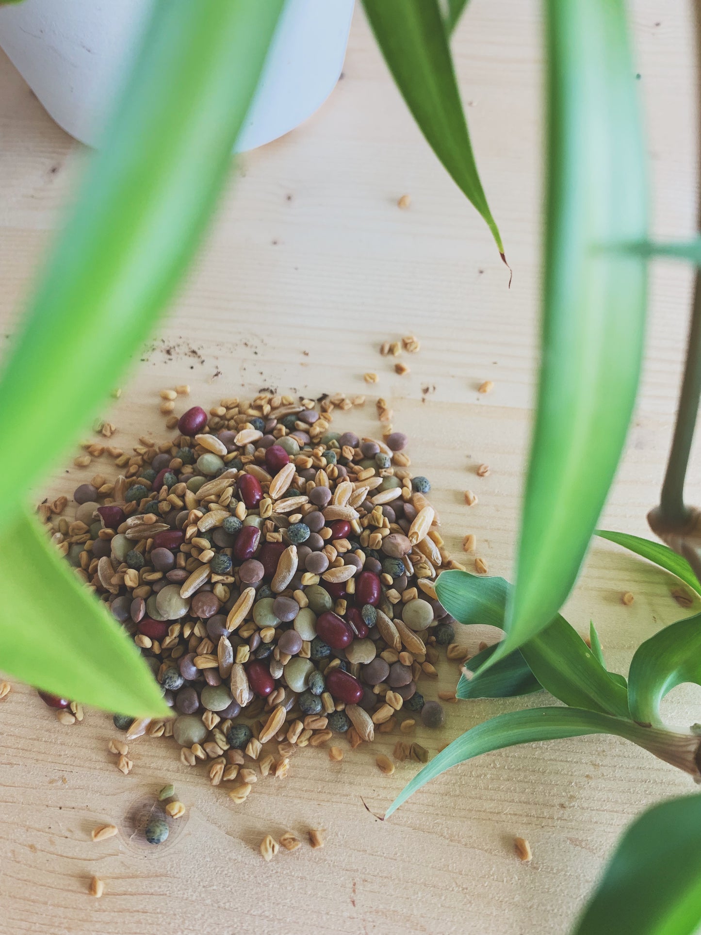 Semences micropousses & germinations