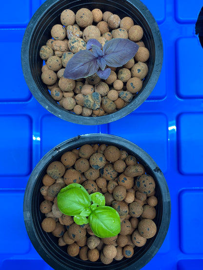 Micropousses écologiques
