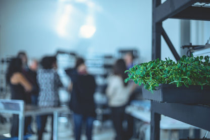 ATELIER - Culture écologique de micropousses et germinations